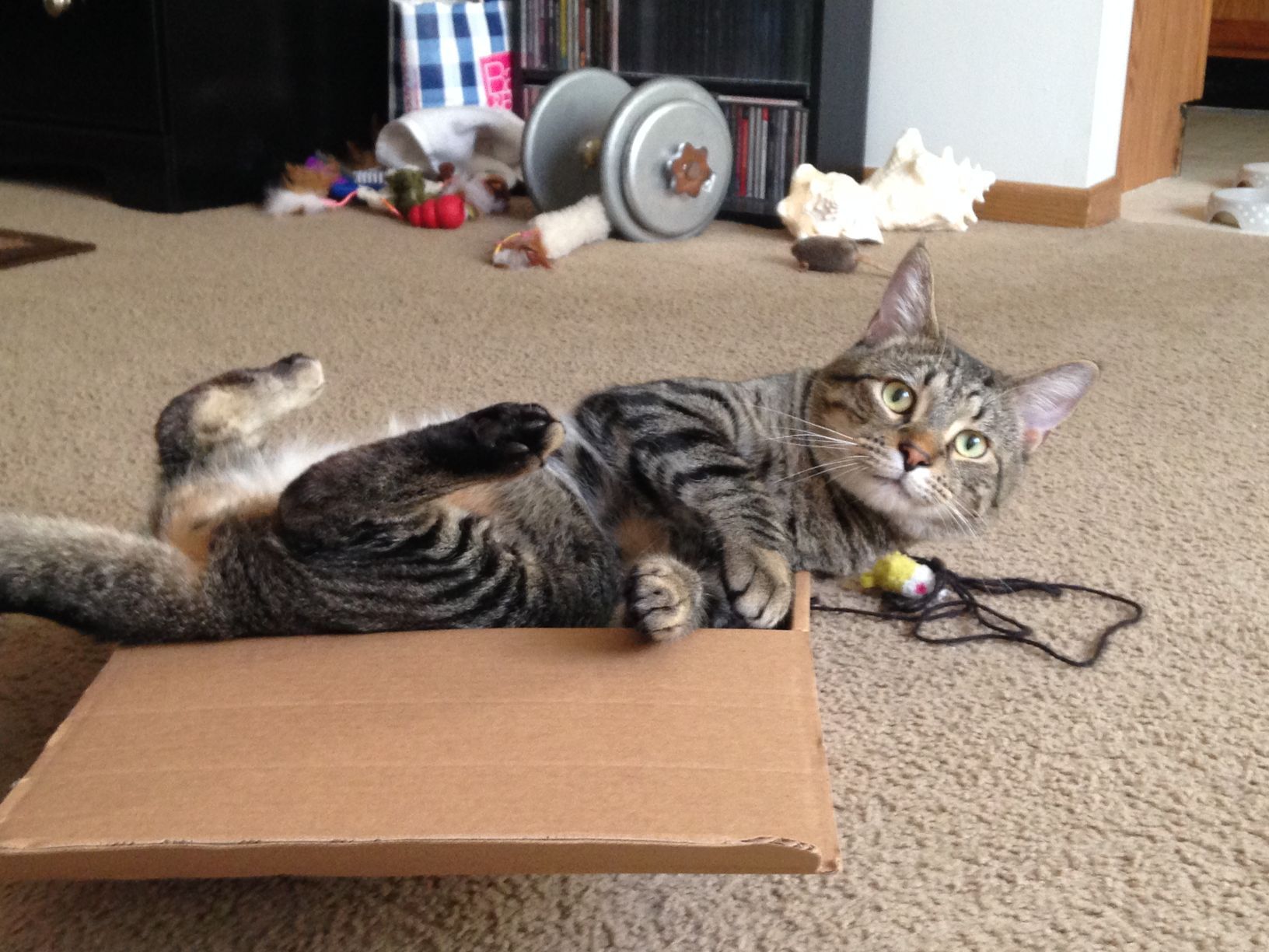Cat
